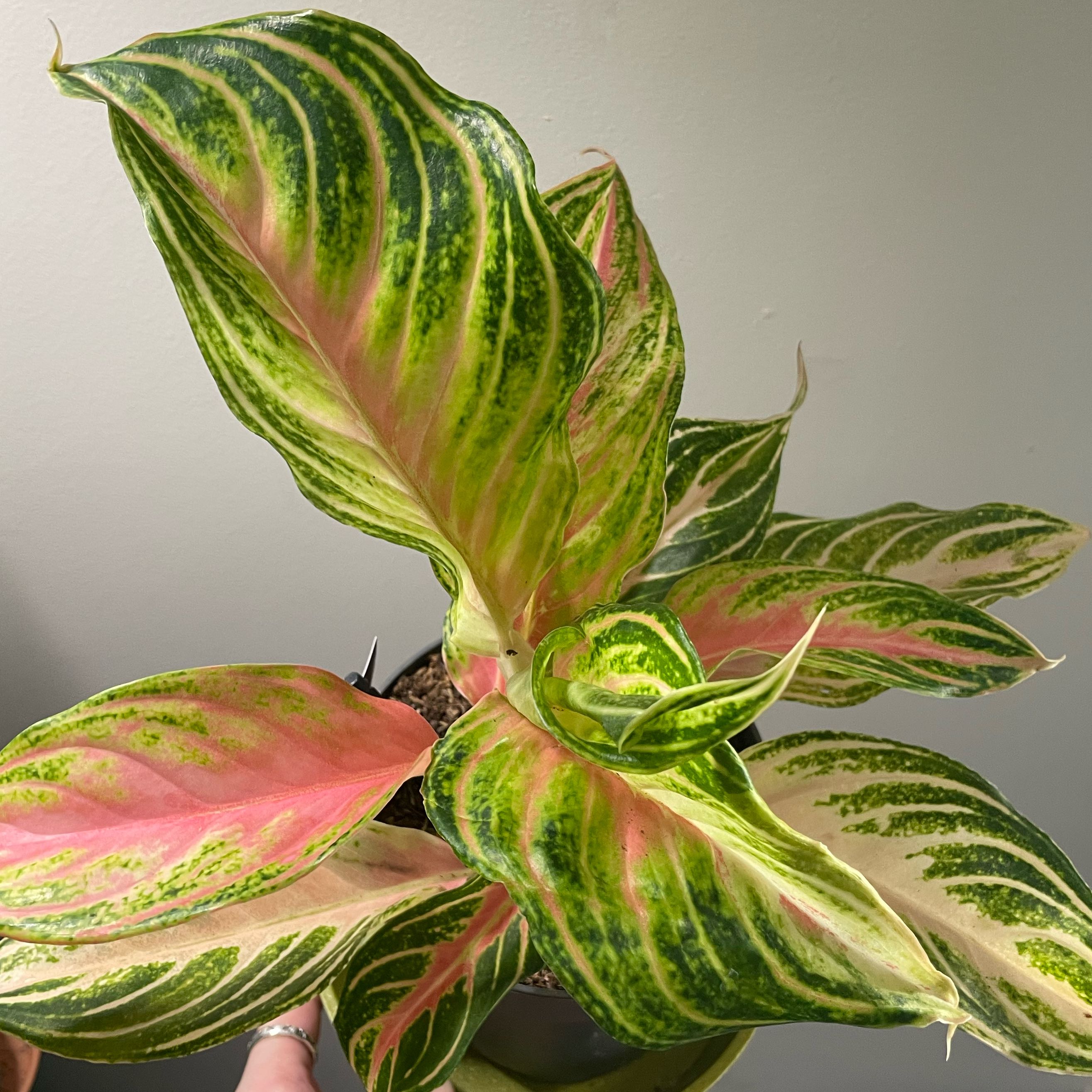 Photo of the plant species Aglaonema ‘Cocomelon' by @OrionZoran named Cocomelon on Greg, the plant care app