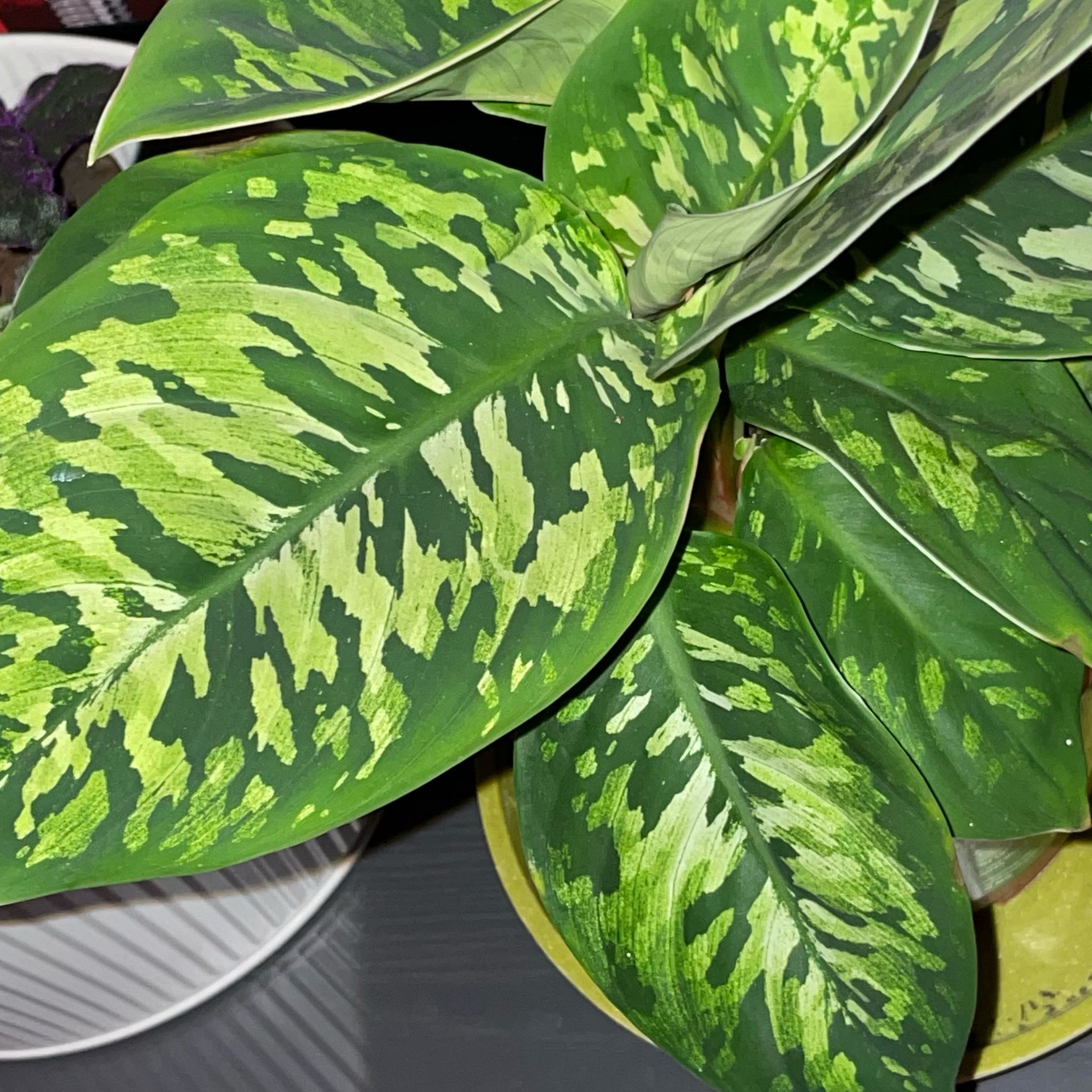 Photo of the plant species Aglaonema 'Lumina' by @OrionZoran named Camo on Greg, the plant care app