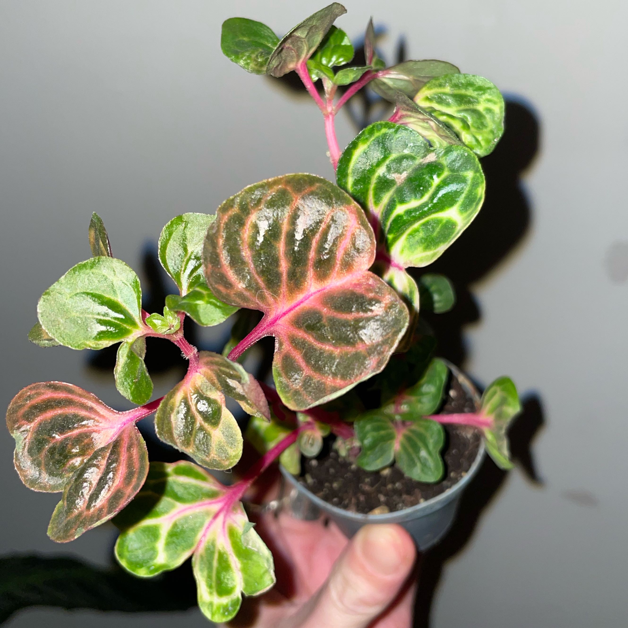 Photo of the plant species Rich Gold Star by @OrionZoran named Tree Diddy on Greg, the plant care app