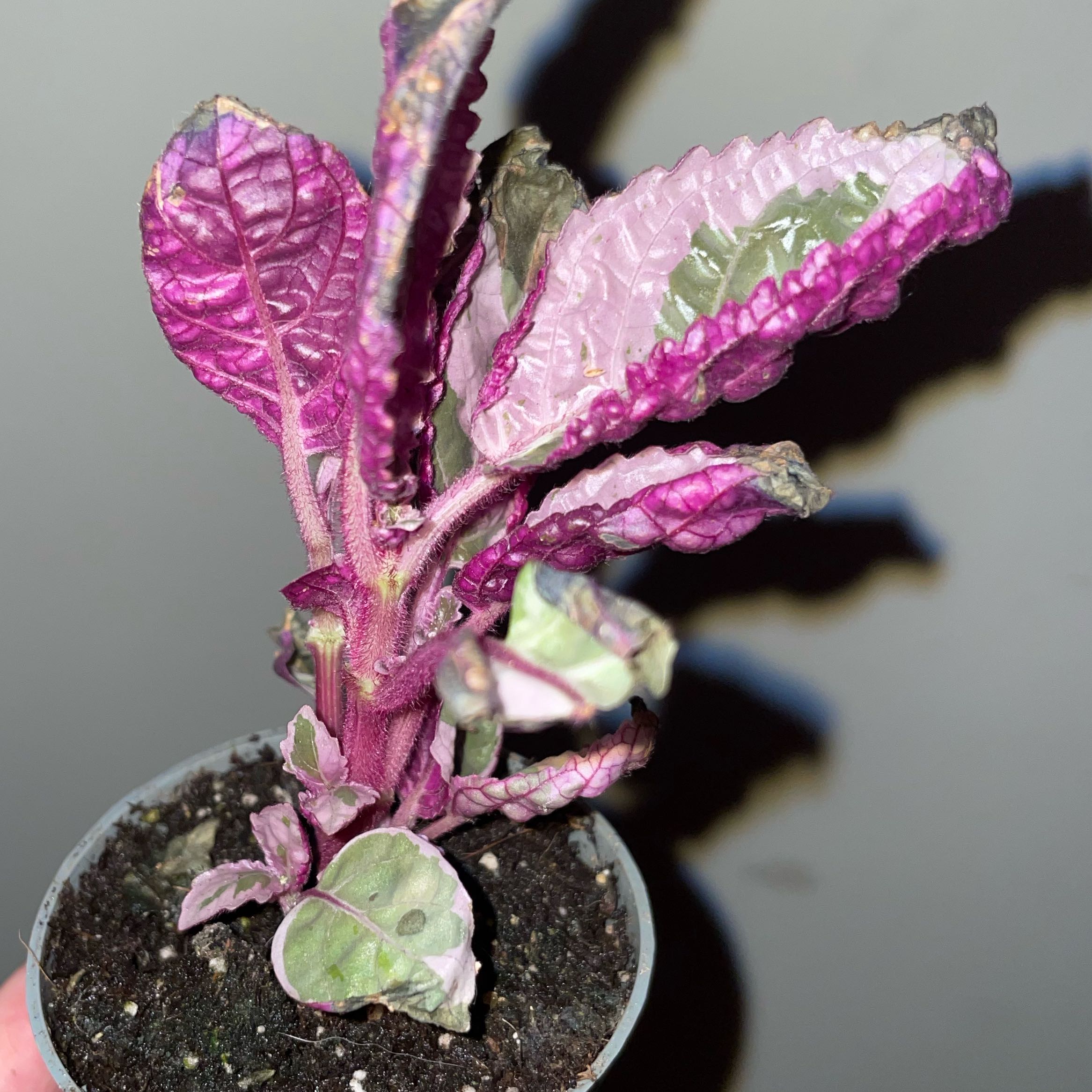 Photo of the plant species Snow White Waffle Plant by @OrionZoran named Snow White on Greg, the plant care app