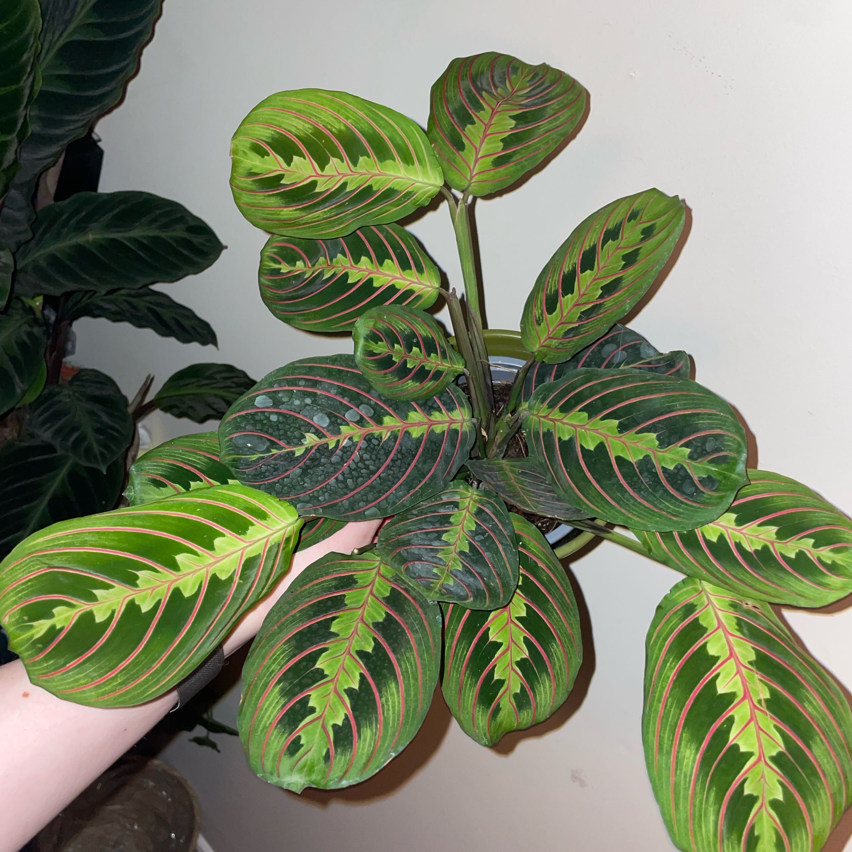Photo of the plant species Prayer Plant by @OrionZoran named Fascinator on Greg, the plant care app