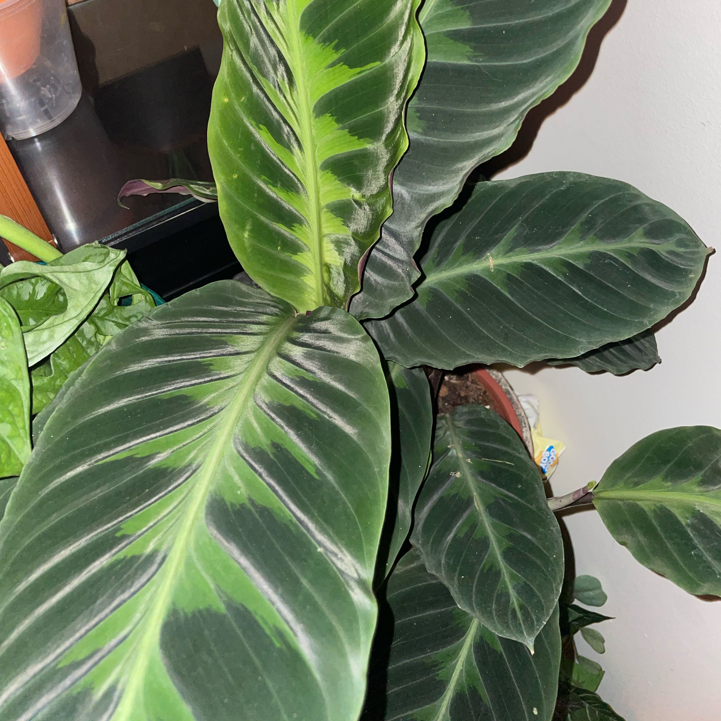 Photo of the plant species Calathea Warscewiczii by @OrionZoran named Black Magic on Greg, the plant care app