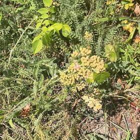 Photo of the plant species Wild Parsnip by @HelperSugarpine named Foxxy on Greg, the plant care app