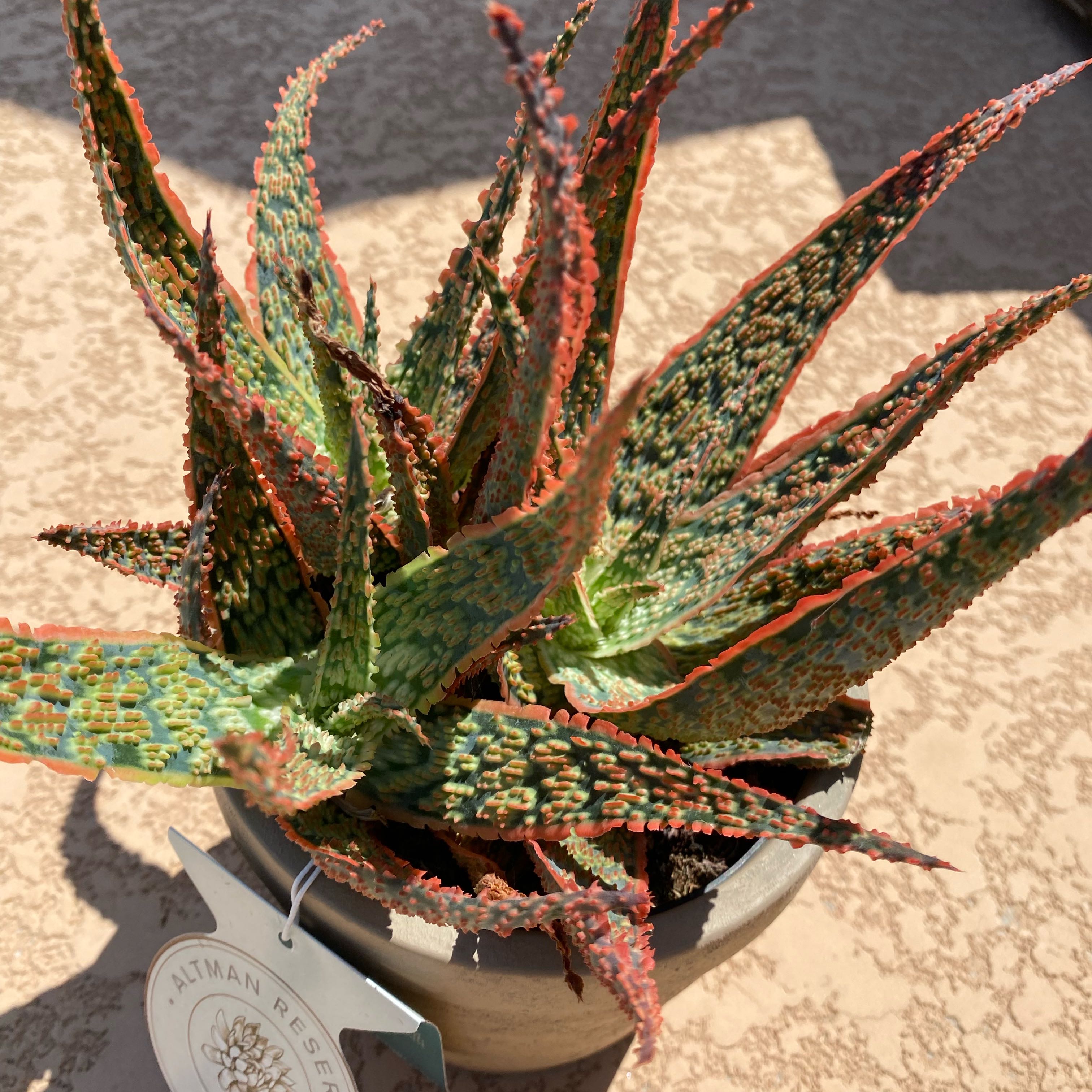 Photo of the plant species Aloe 'Crimson Dragon' by @CoolBaldcypress named Sir Plancelot on Greg, the plant care app