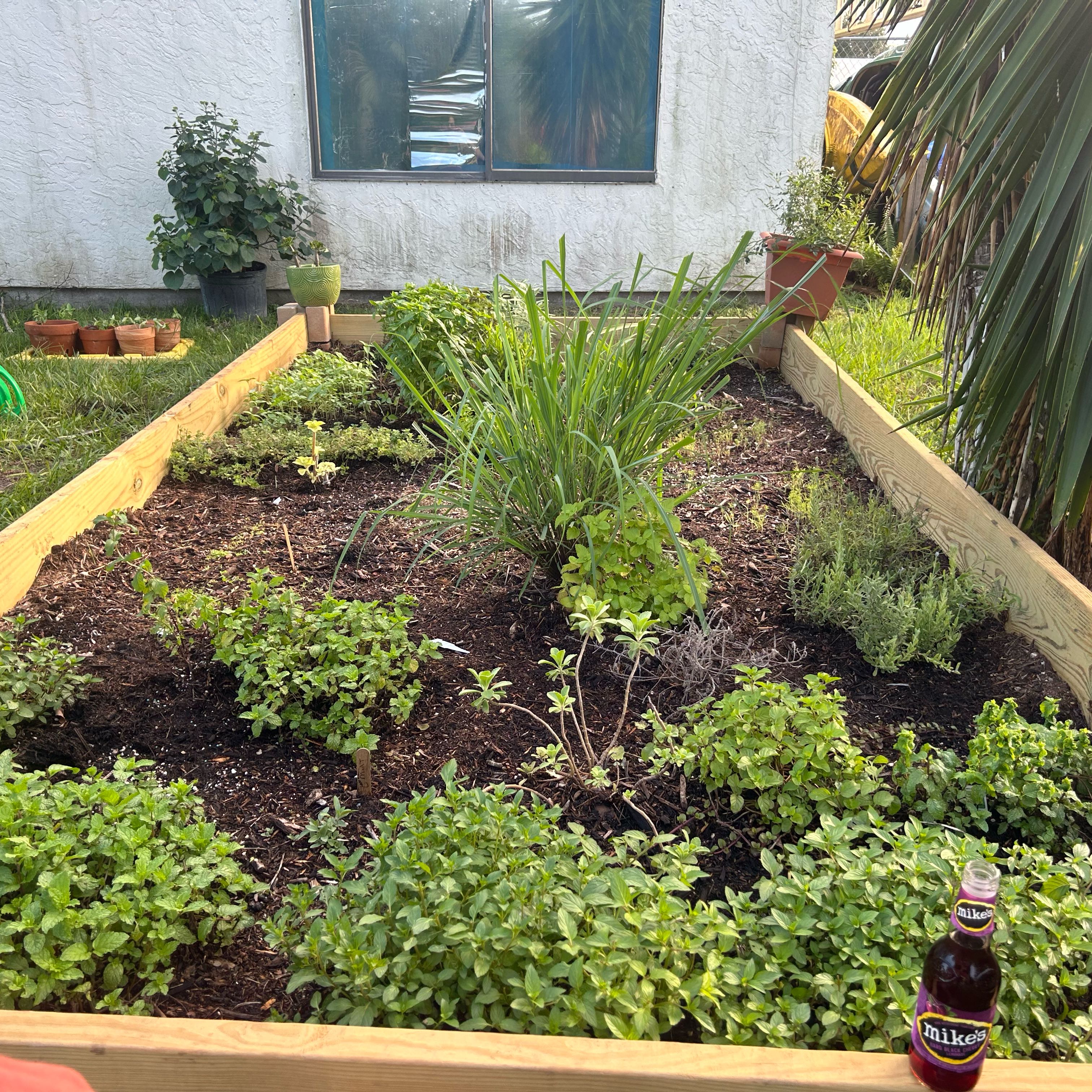 Photo of the plant species Longevity Spinach by @NeatPlovereggs named Popeye on Greg, the plant care app