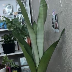 Photo of the plant species moonshine snake plant by @ProBristlebrush named Mochi on Greg, the plant care app