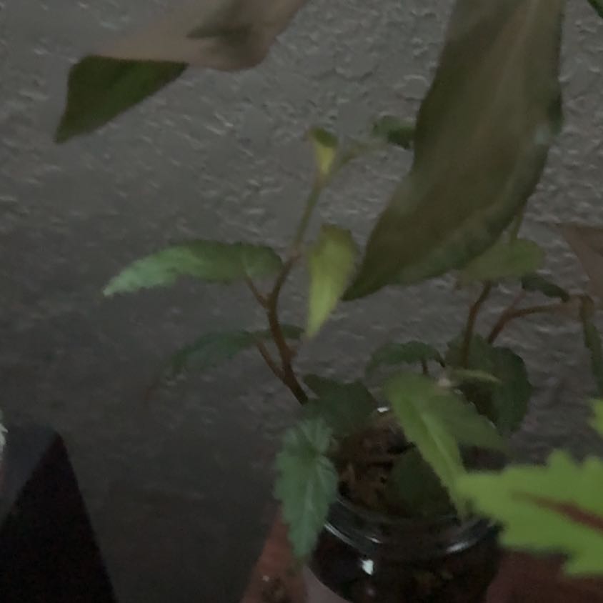 Photo of the plant species Santa Cruz Begonia by @ProBristlebrush named Curie on Greg, the plant care app