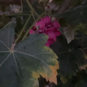 Photo of the plant species Malva Assurgentiflora by @FirstWoodsorrel named Planty on Greg, the plant care app
