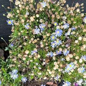 Photo of the plant species Hawkesbury Daisy by @LuckyCoffeetree named Zeus on Greg, the plant care app