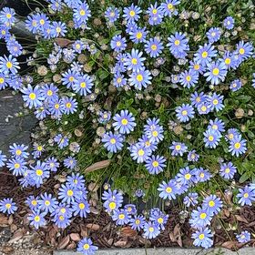 Photo of the plant species Hawkesbury Daisy by @LuckyCoffeetree named Bigleef Smalls on Greg, the plant care app