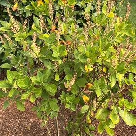 Photo of the plant species Coastal Sweet Pepperbush by @ValidSilversage named Sir Plancelot on Greg, the plant care app