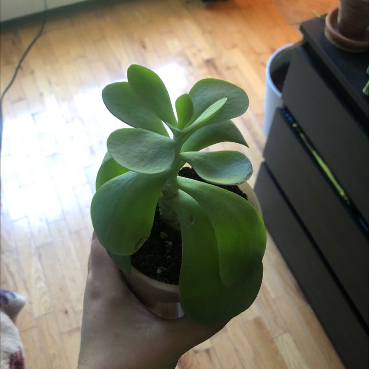 Healthy Flapjacks plant (Kalanchoe thyrsiflora) with broad leaves held by a hand.