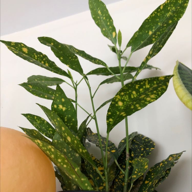 Gold Dust Croton plant with green leaves speckled with yellow spots.