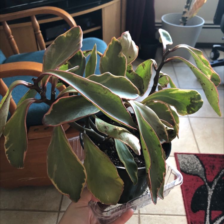 Potted Jelly Plant with elongated leaves showing browning and black spots, held by a hand.