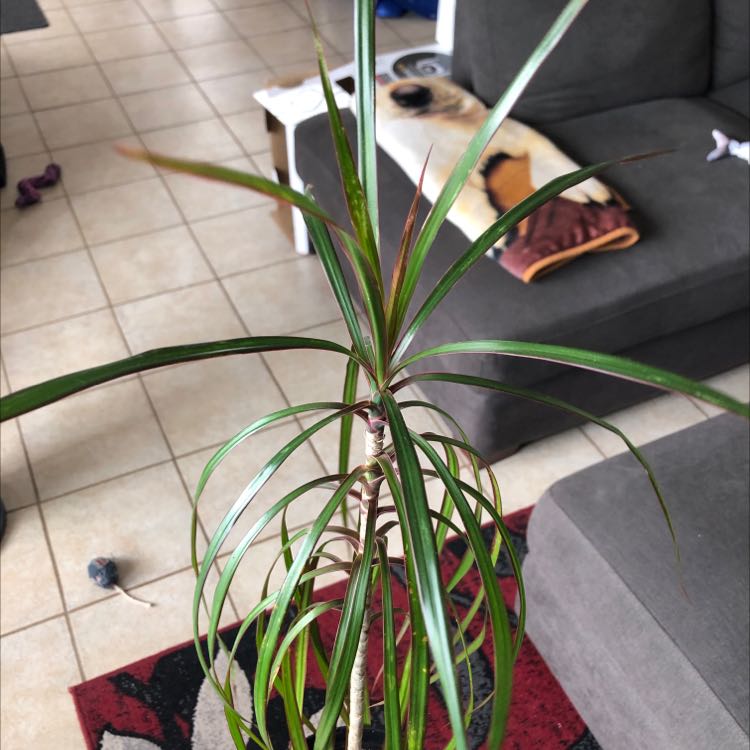 Healthy Song of India plant with long, thin striped leaves arching out from the center, sitting on a tiled floor.