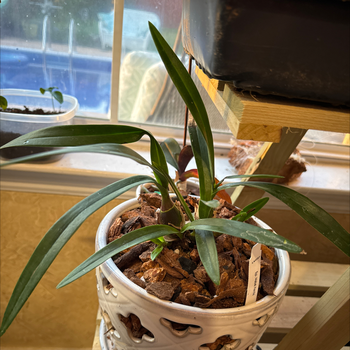 Plant care for Happy Field Orchid on Greg, the plant care app