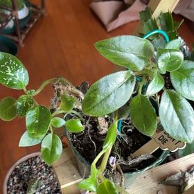 Photo of the plant species Michaelmolleria Vietnameinsis by @PlantsCatsBooks named Coco on Greg, the plant care app