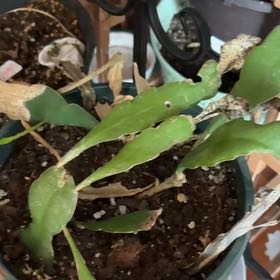 Photo of the plant species Costa Rican Night Blooming Cereus by @PlantsCatsBooks named Kylie on Greg, the plant care app