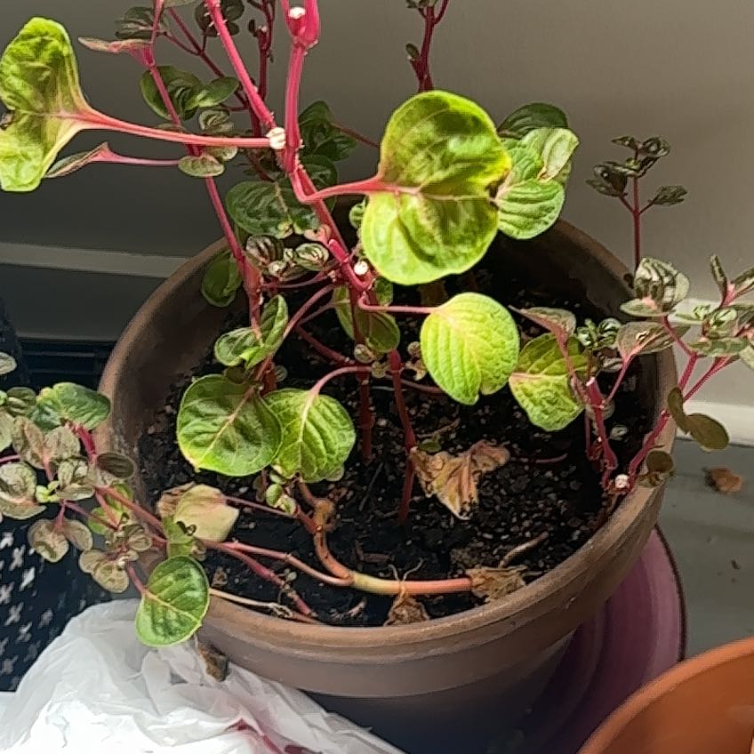 Photo of the plant species Bloodleaf Plant by @LordCalatheamia named Cleopatra on Greg, the plant care app