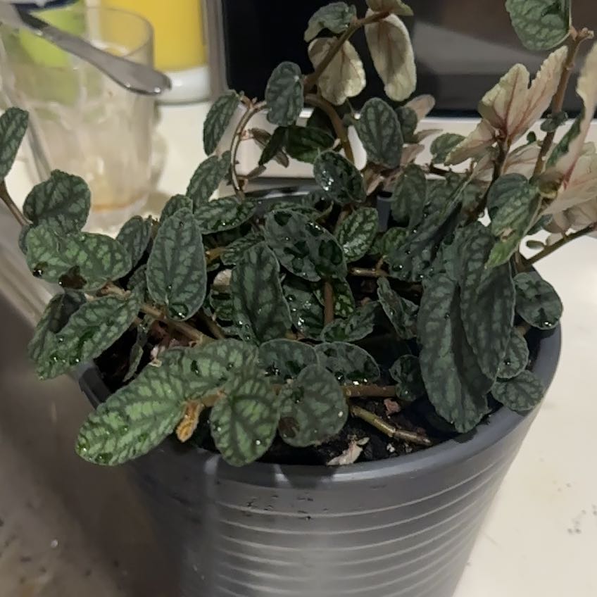Photo of the plant species Polynesian Twigrush by @LordCalatheamia named Sanders on Greg, the plant care app