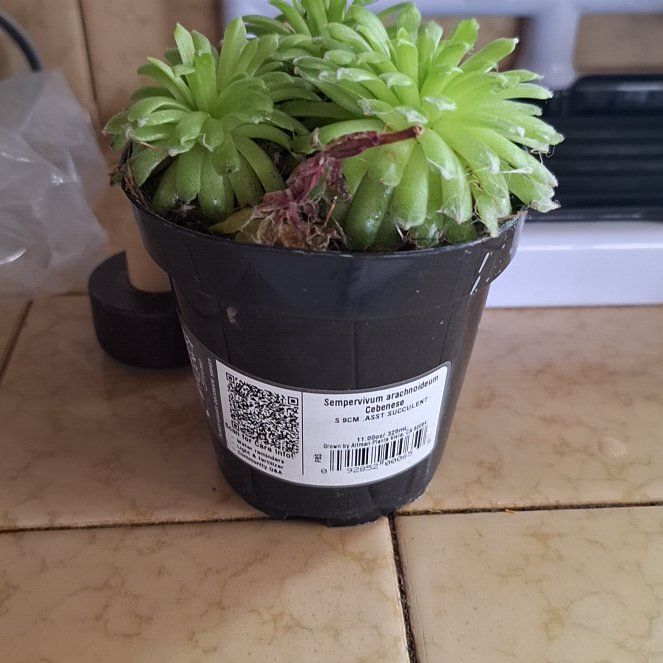 Photo of the plant species Sempervivum 'Cebenese' by @NotableLecanora named Orlando Bloom on Greg, the plant care app