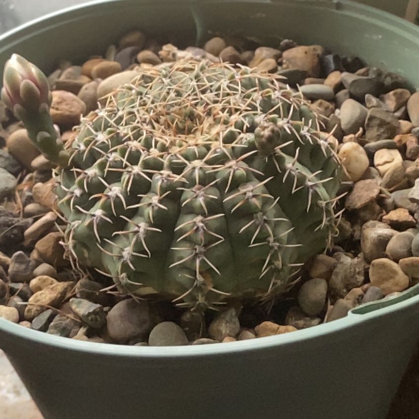 Photo of the plant species Rose Plaid Cactus by @LeadWolfscholla named Homer on Greg, the plant care app