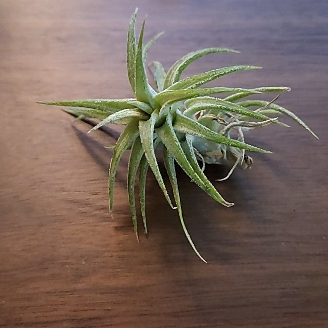 Photo of the plant species Vanhyning's air plant by @LushCrimeanpine named Van on Greg, the plant care app