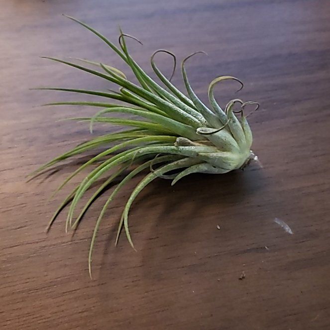 Photo of the plant species Ionantha Rubra by @LushCrimeanpine named Allie on Greg, the plant care app