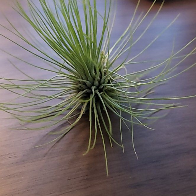 Photo of the plant species Tillandsia argentea Air Plant by @LushCrimeanpine named Andreana on Greg, the plant care app