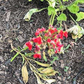 Photo of the plant species Impatiens Wallriana by @StrikingRose named Navajo on Greg, the plant care app