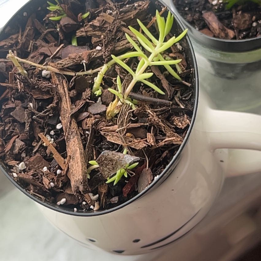 Healthy Moss Rose Purslane succulent plant in a white ceramic pot, with green fleshy leaves and new growth emerging from dark soil.