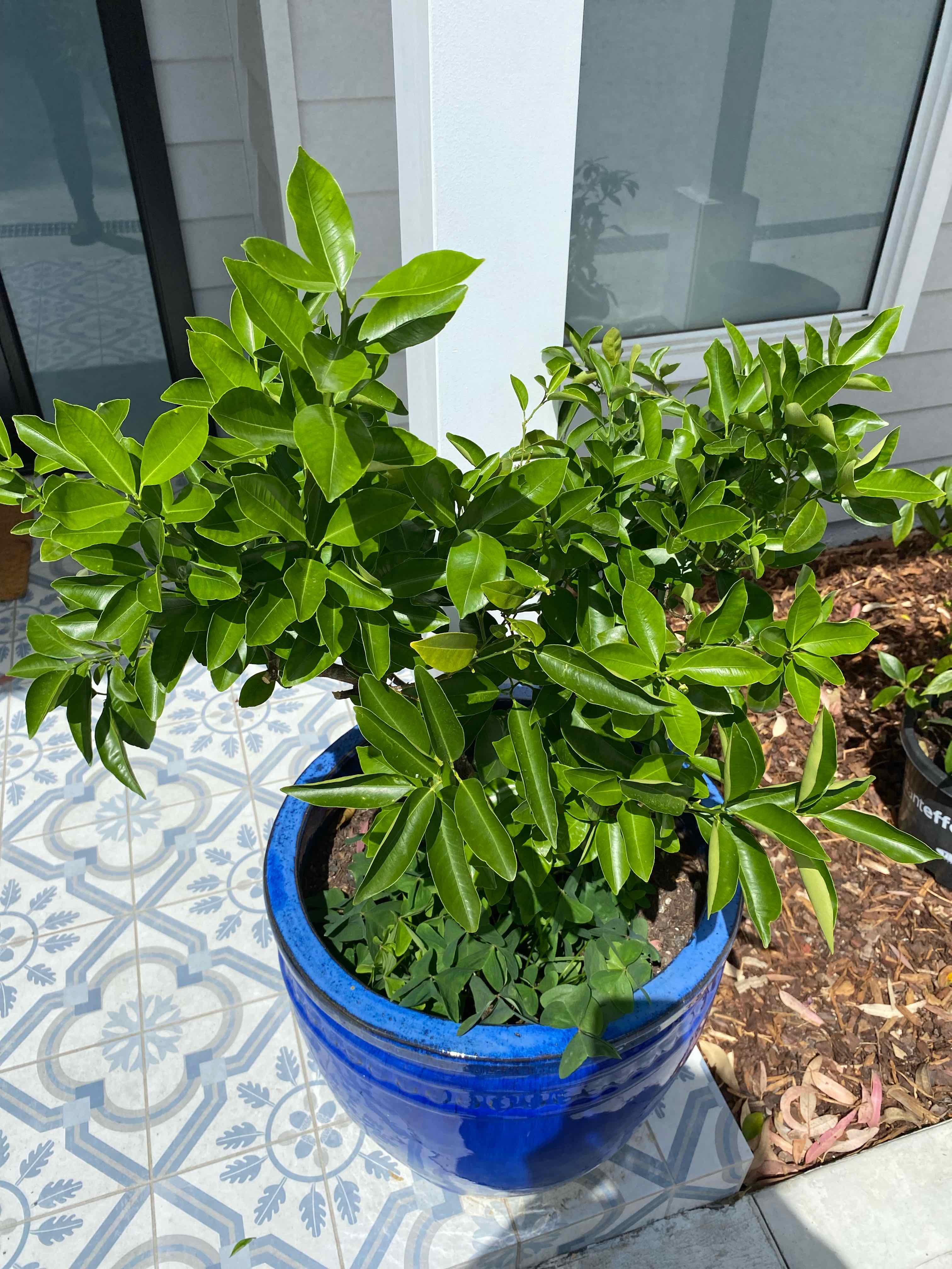 Photo of the plant species Nagami Kumquat by @DinkumBroom named Eva on Greg, the plant care app