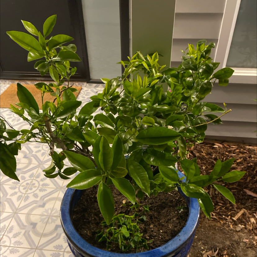 Photo of the plant species Nagami Kumquat by @DinkumBroom named Nithin on Greg, the plant care app