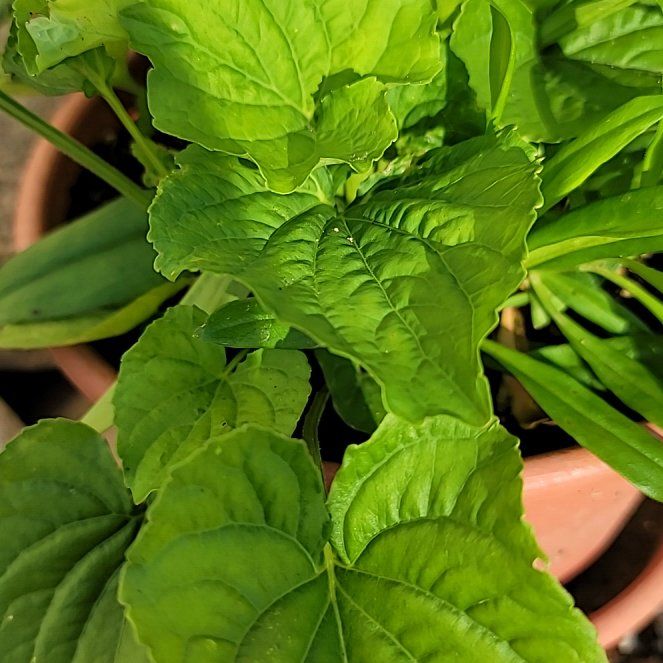 Photo of the plant species Smooth Yellow Violet by @ArrestingWoreya named Sir Plancelot on Greg, the plant care app