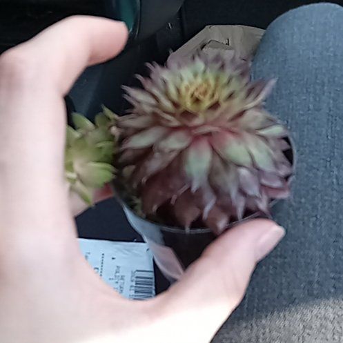 Photo of the plant species Sempervivum Red Heart by @DeftBluejackoak named Nethin on Greg, the plant care app