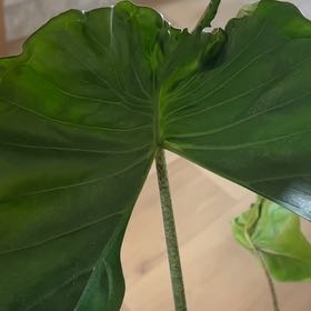 Photo of the plant species Alocacasia Stingray by @BuffCopperleaf named Kardashian on Greg, the plant care app