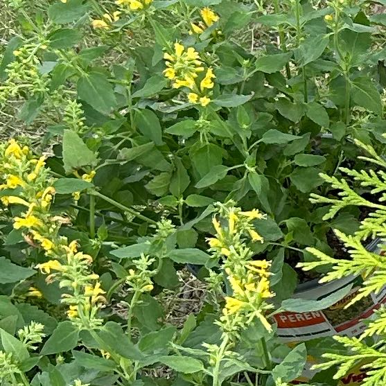 Photo of the plant species Hummingbird Mint by @PeppySilverspa named Spike Leaves on Greg, the plant care app