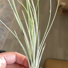 Photo of the plant species Air Plant by @HoorayTricolor named Tupot amaroot on Greg, the plant care app