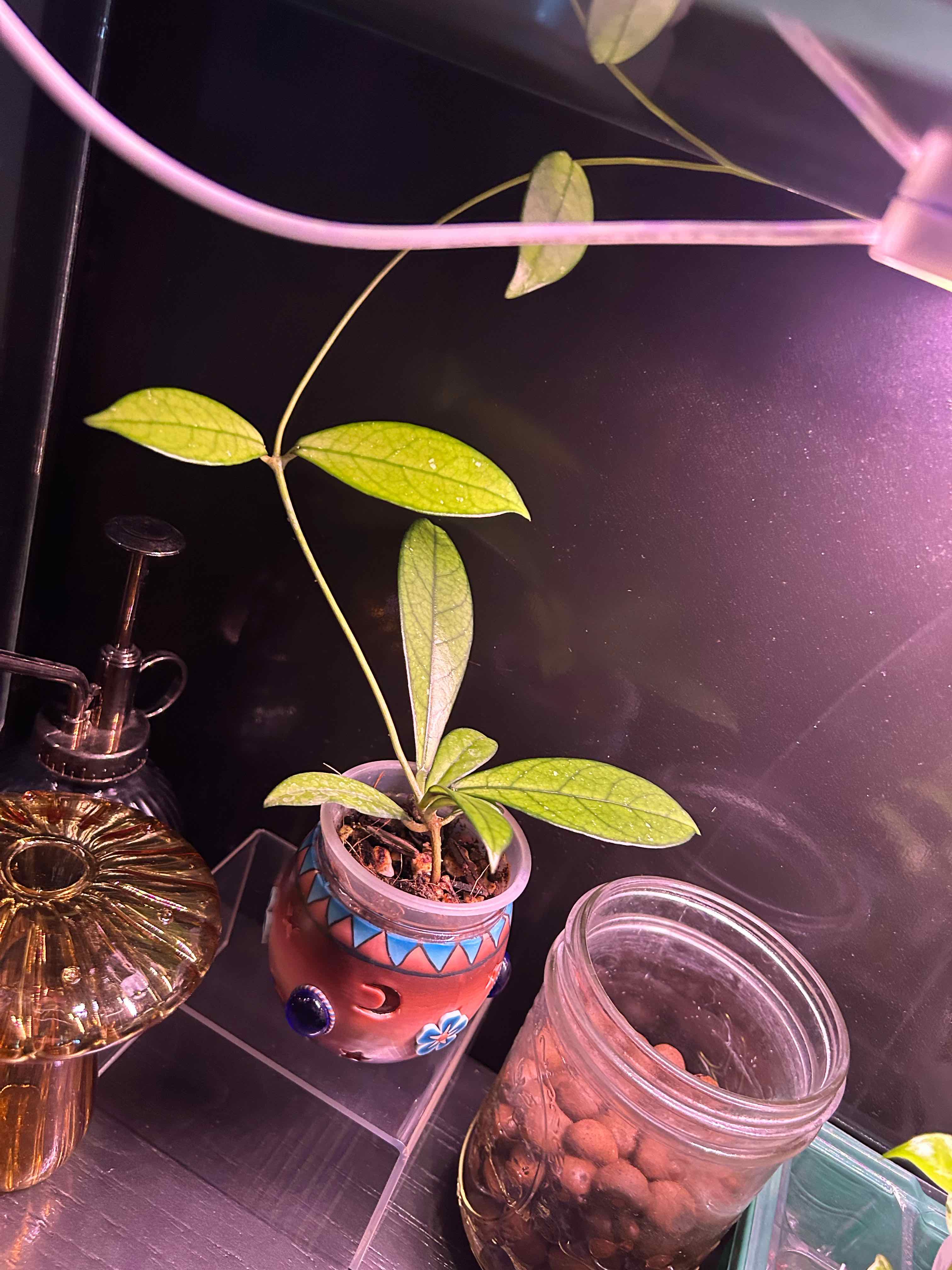 Photo of the plant species Hoya Crassipetiolata Splash by @Blhagmaier named Emerson on Greg, the plant care app