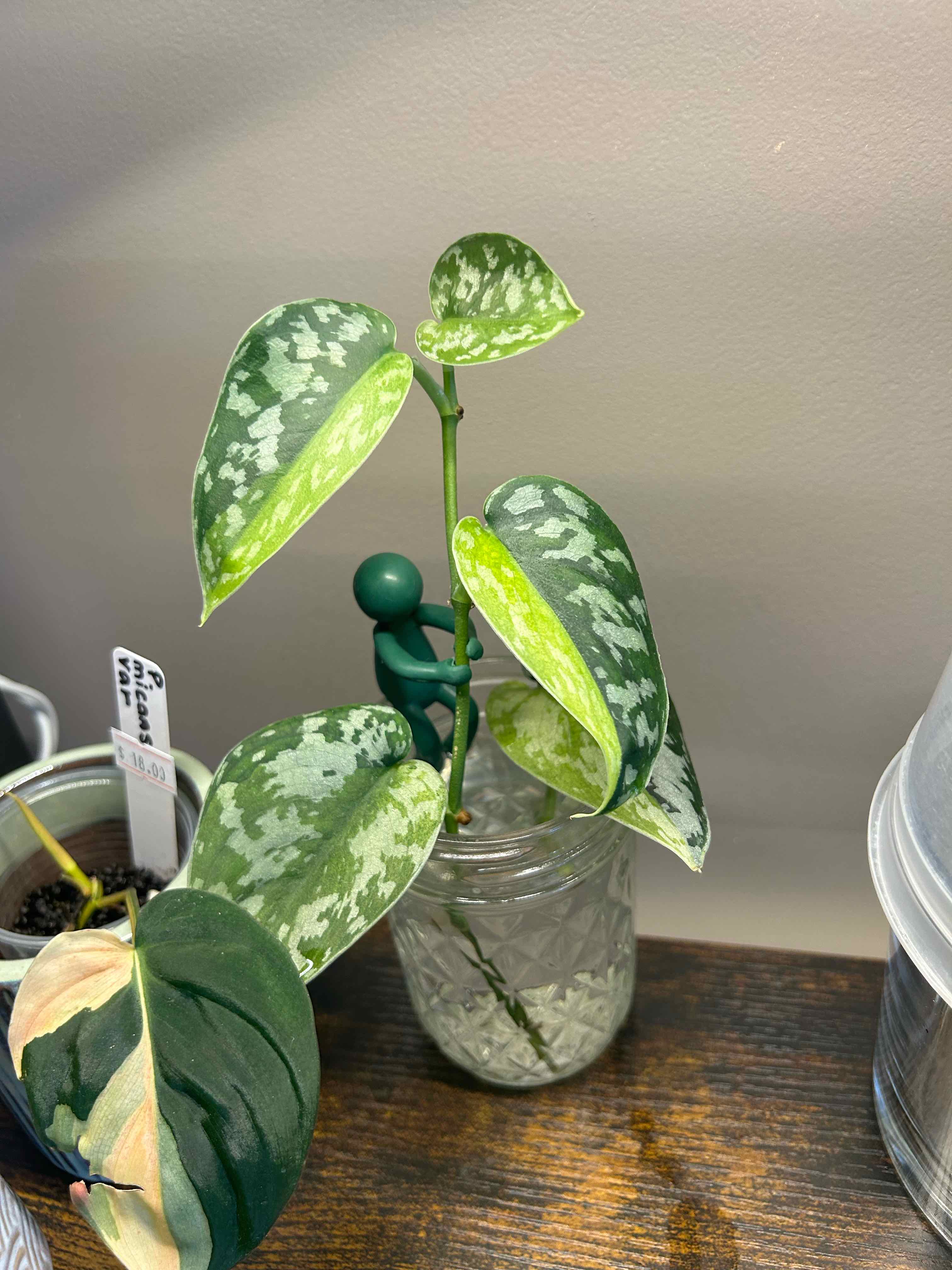 Photo of the plant species Variegated Scindapsus Mayari by @Blhagmaier named Mayari on Greg, the plant care app