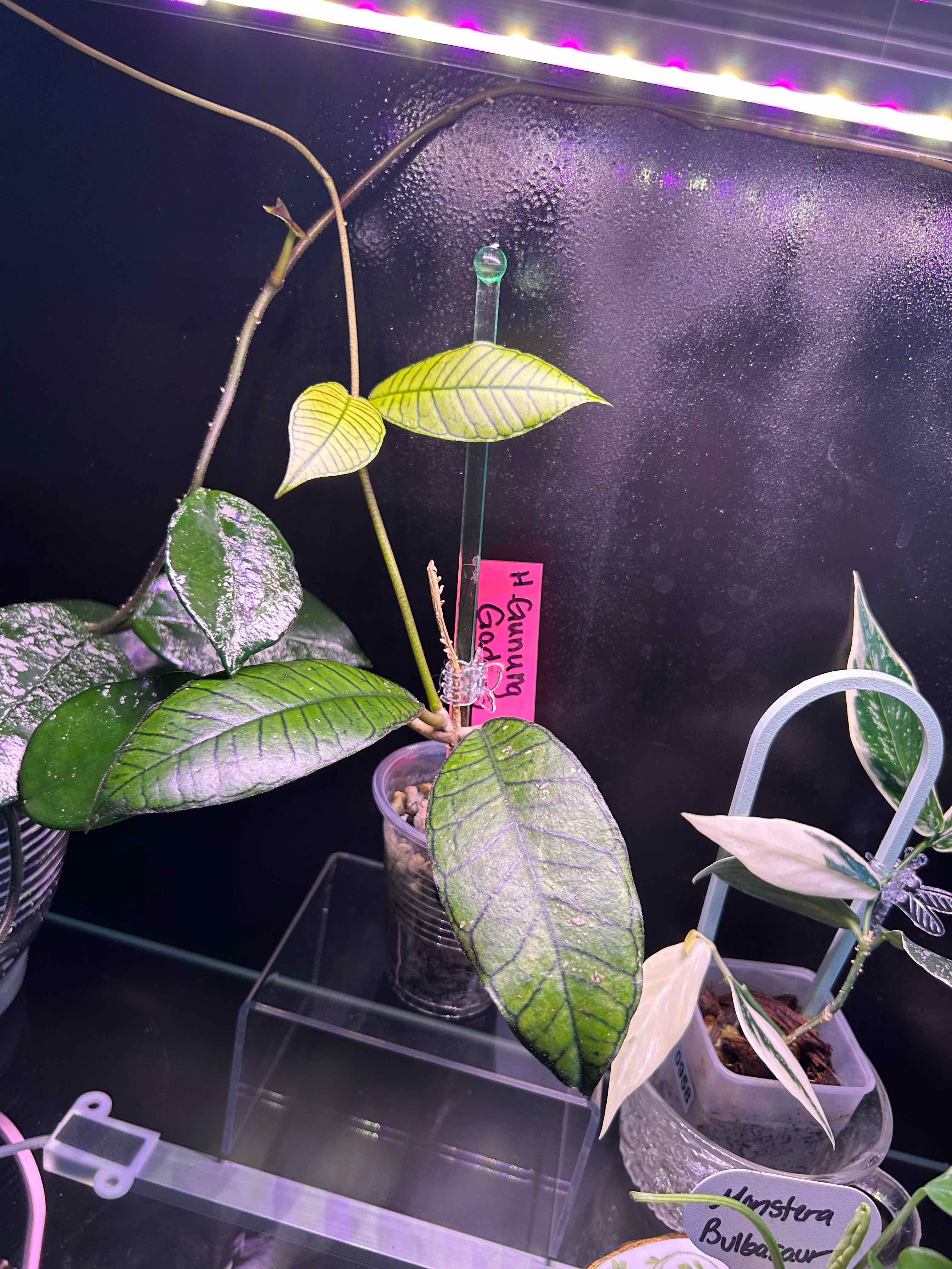 Photo of the plant species Hoya gunung gading ‘Ghost’ by @Blhagmaier named Sarah on Greg, the plant care app