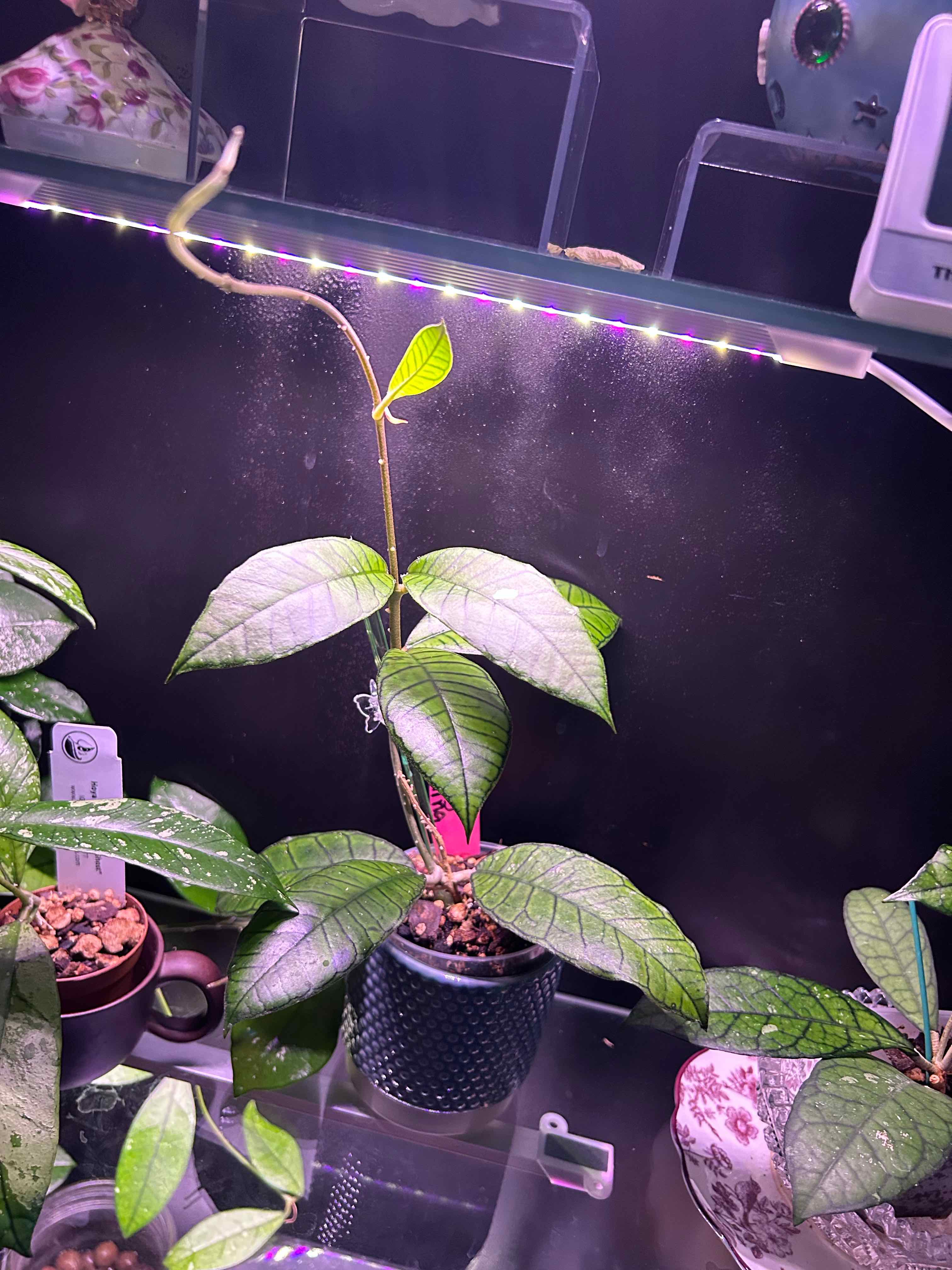 Photo of the plant species Hoya gunung gading ‘Ghost’ by @Blhagmaier named Sarah on Greg, the plant care app