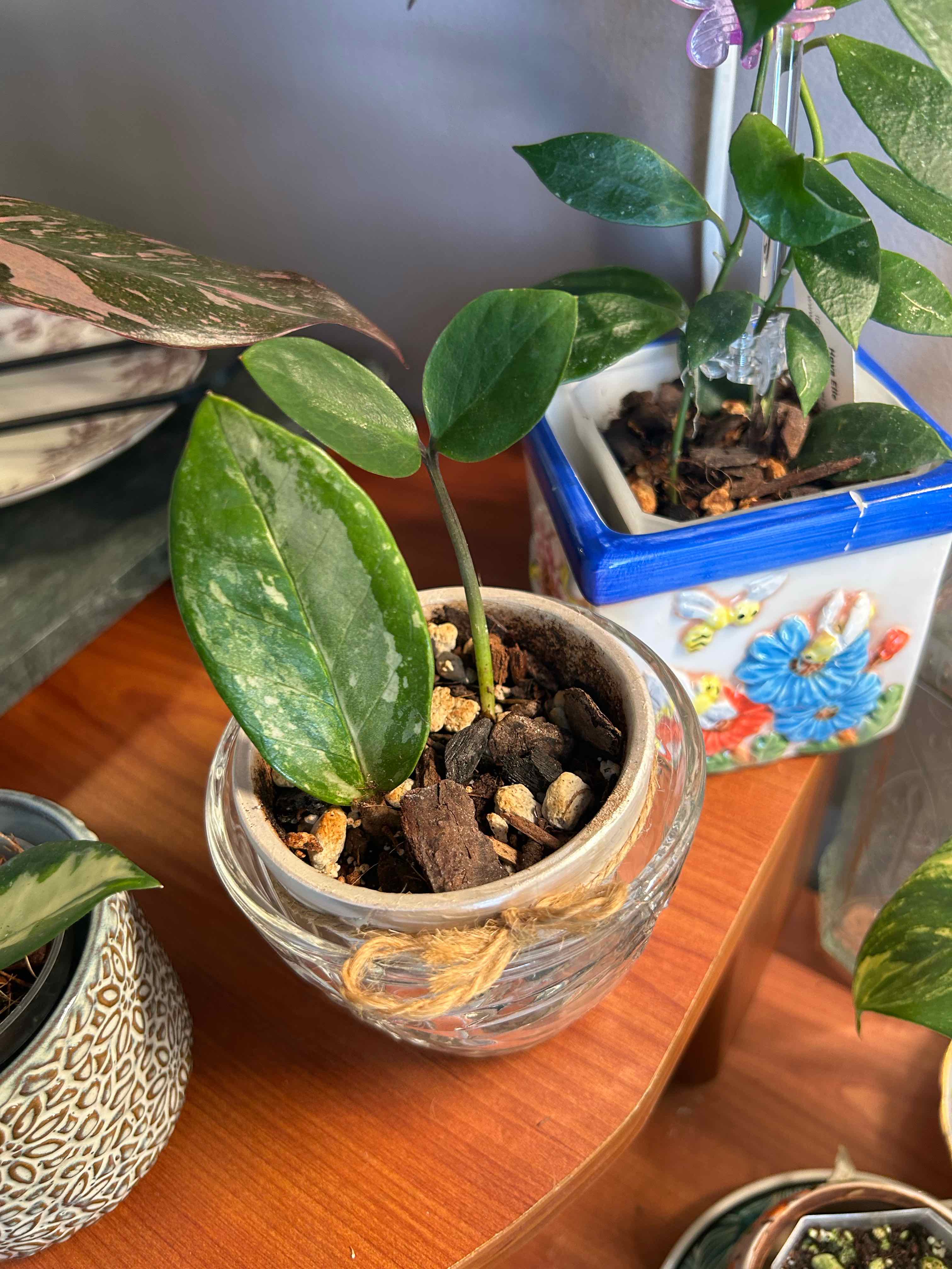 Photo of the plant species Variegated ZZ by @Blhagmaier named Zz on Greg, the plant care app