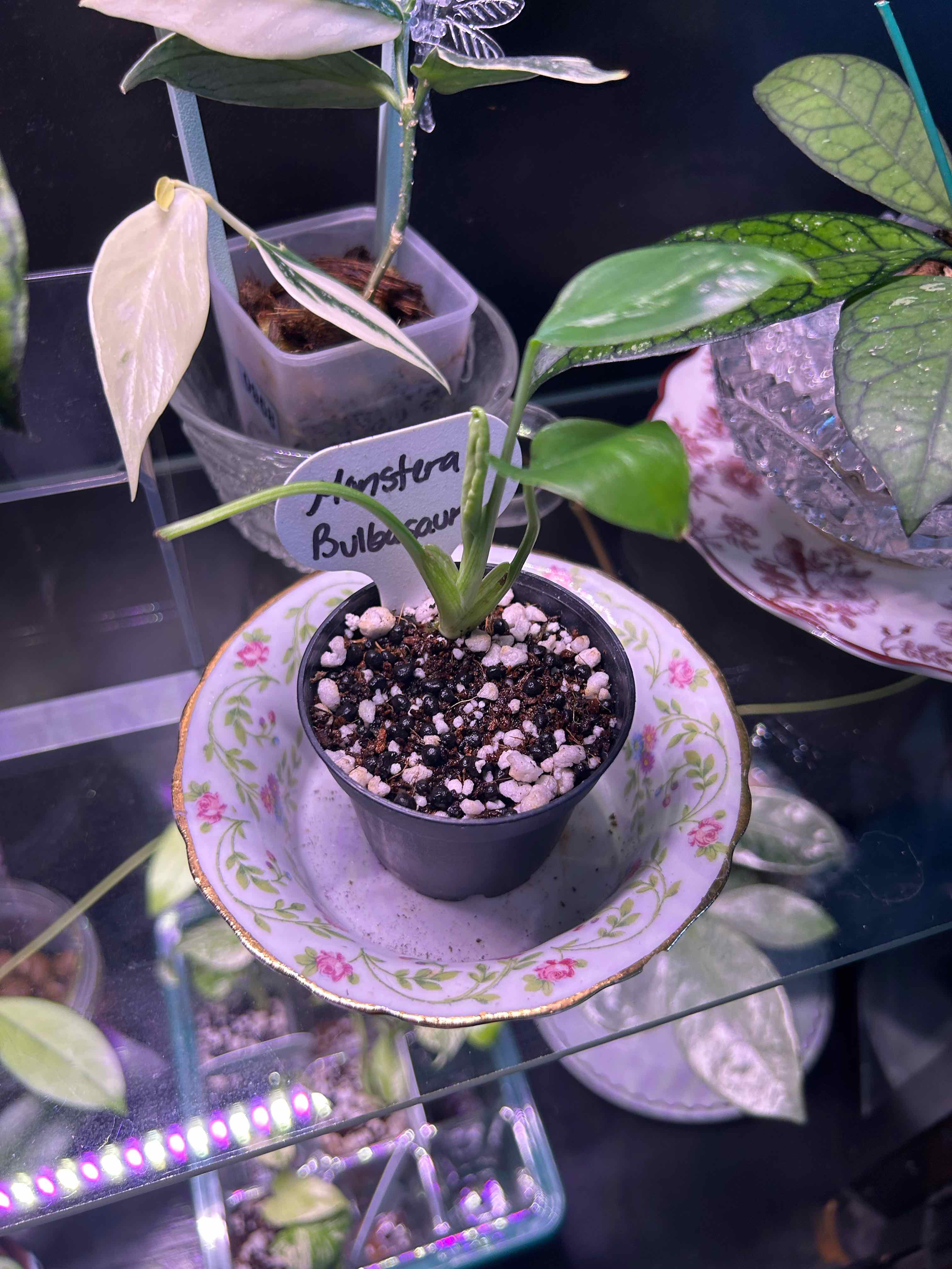 Photo of the plant species Monstera 'Bulbasaur' by @Blhagmaier named Bulbasaur on Greg, the plant care app