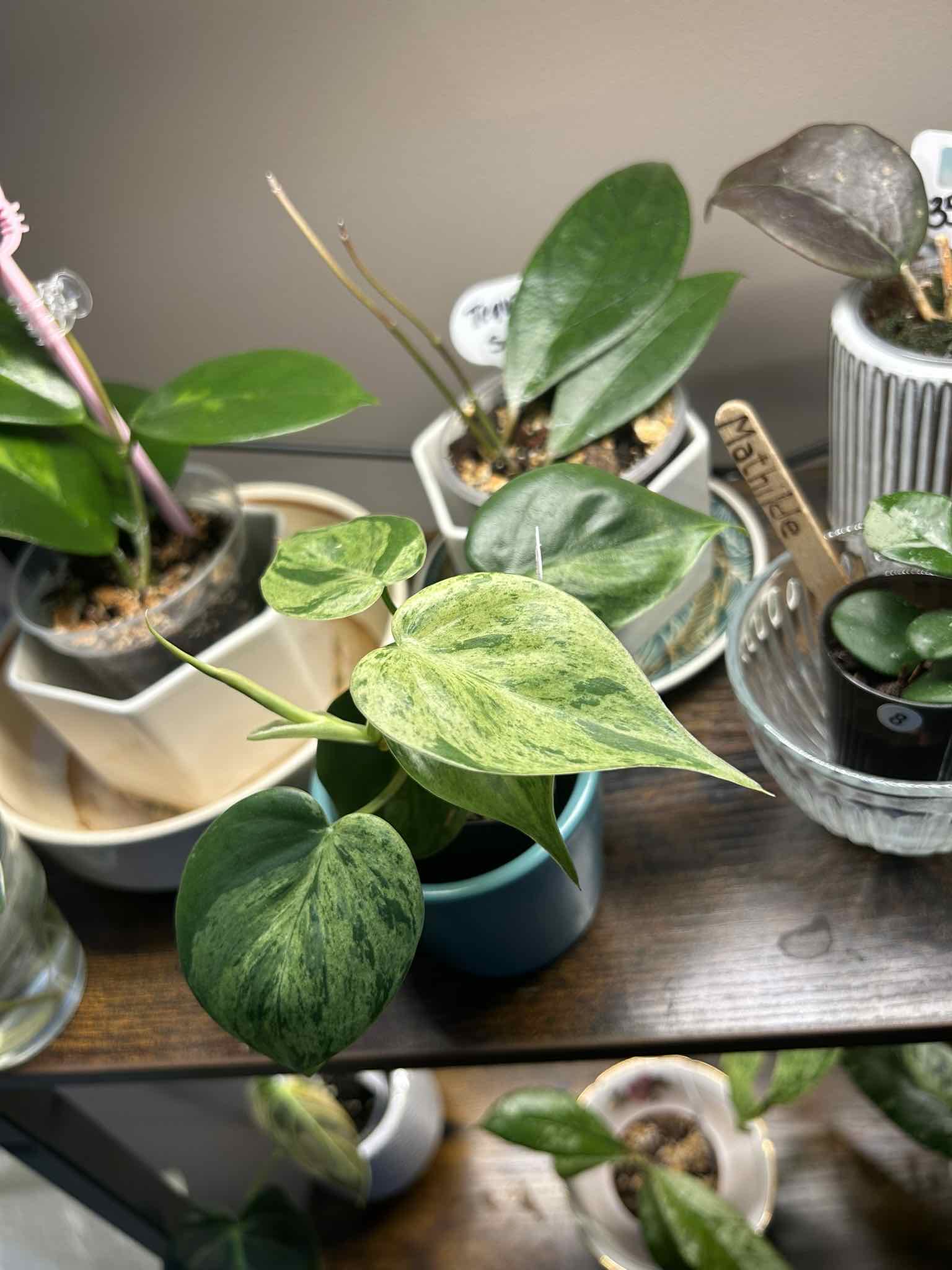Photo of the plant species Heartleaf philodendron varigated by @Blhagmaier named Fern on Greg, the plant care app