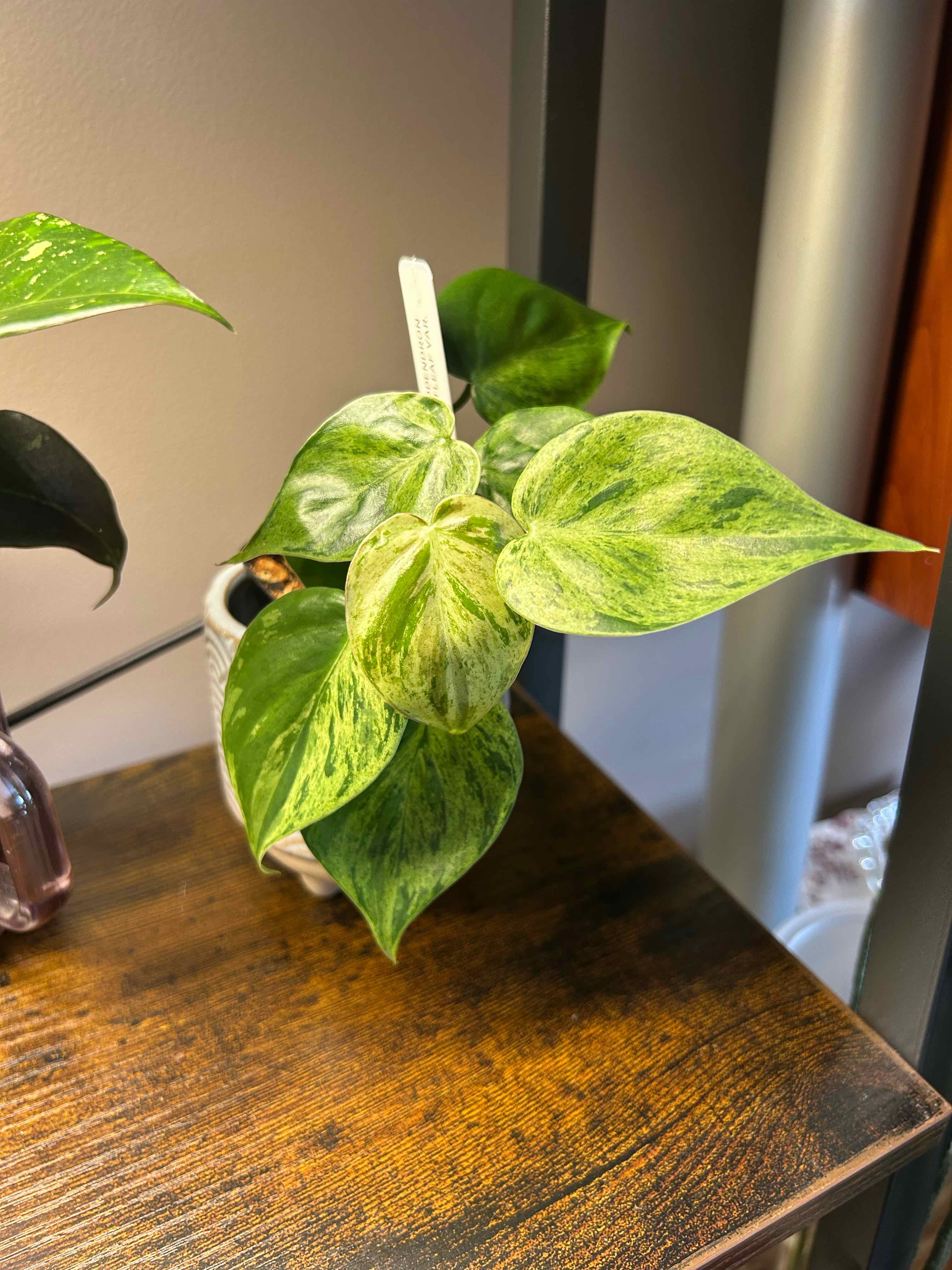 Photo of the plant species Heartleaf philodendron varigated by @Blhagmaier named Fern on Greg, the plant care app