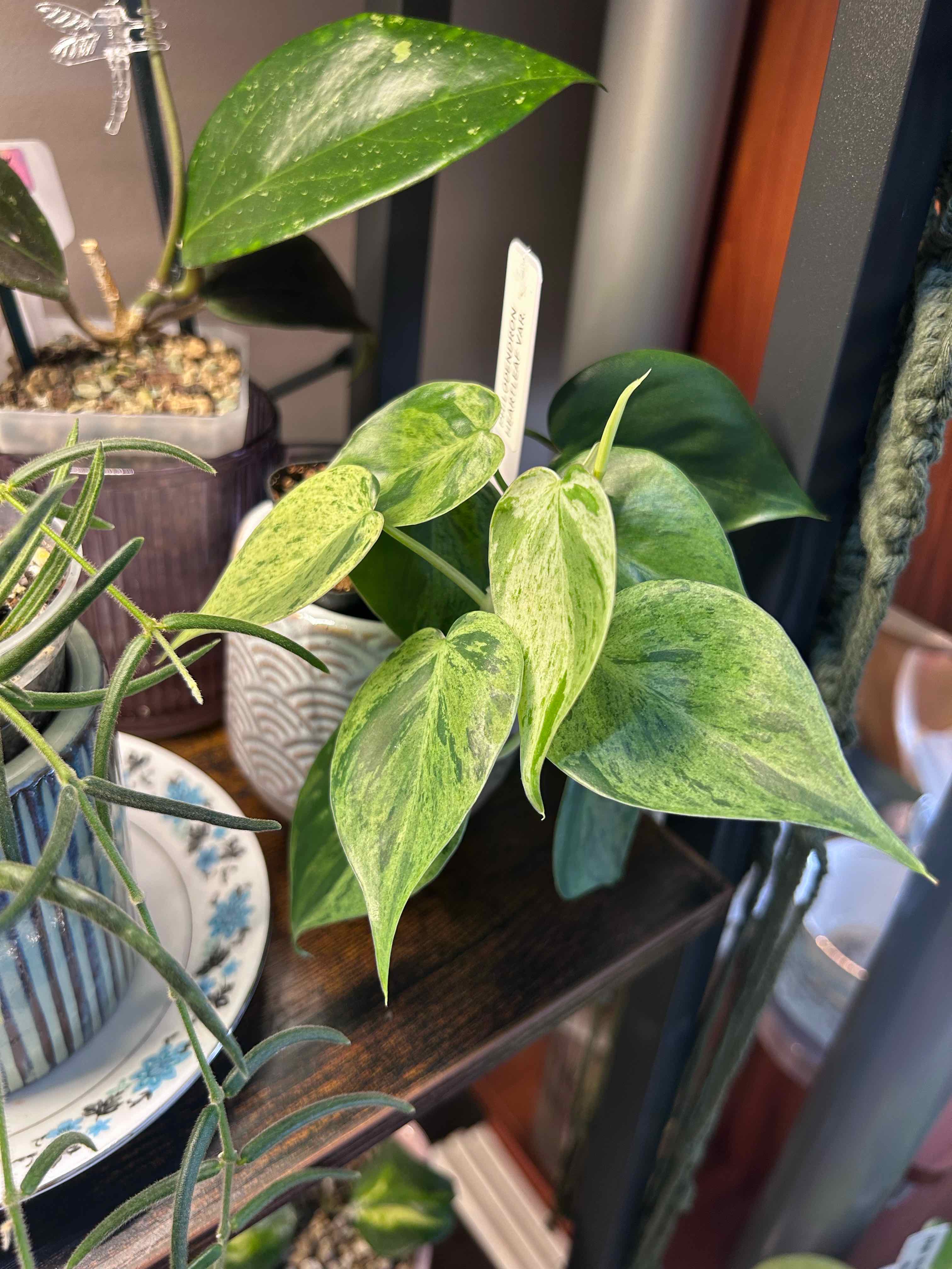 Photo of the plant species Heartleaf philodendron varigated by @Blhagmaier named Fern on Greg, the plant care app