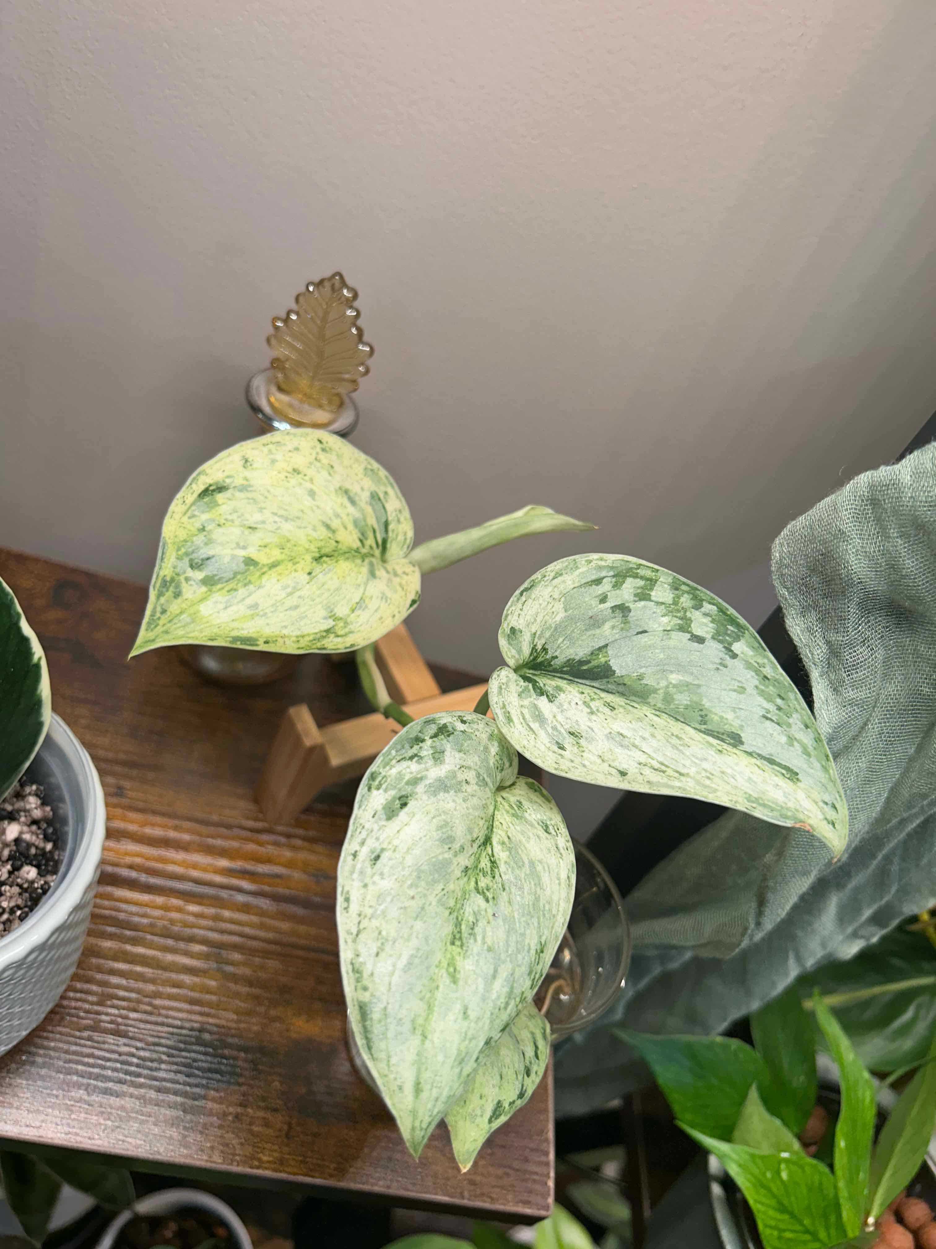 Photo of the plant species Scindapsus variegated by @Blhagmaier named Peasun on Greg, the plant care app