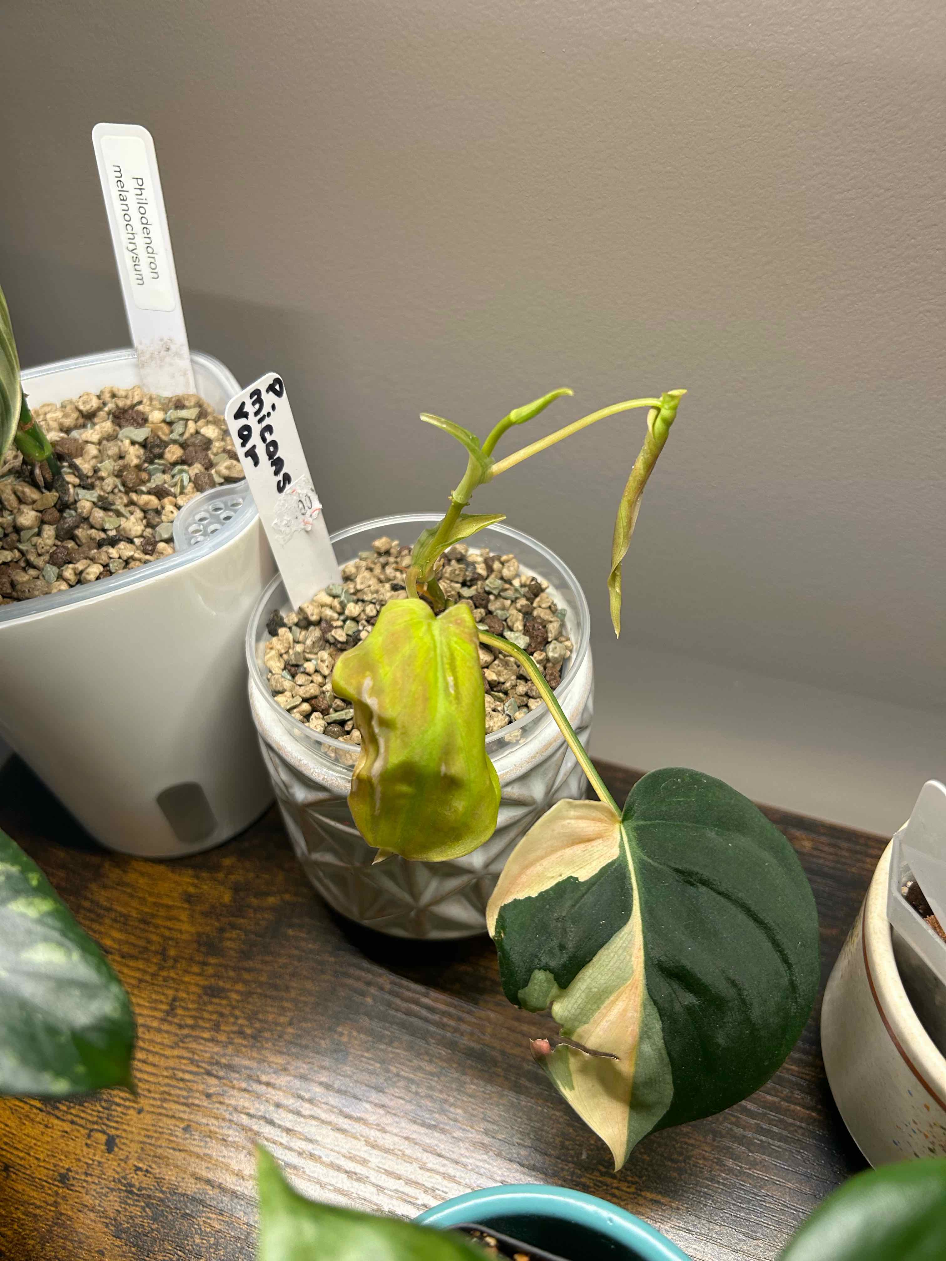 Photo of the plant species Philodendron micans 'Albo Pink' by @Blhagmaier named Remi on Greg, the plant care app