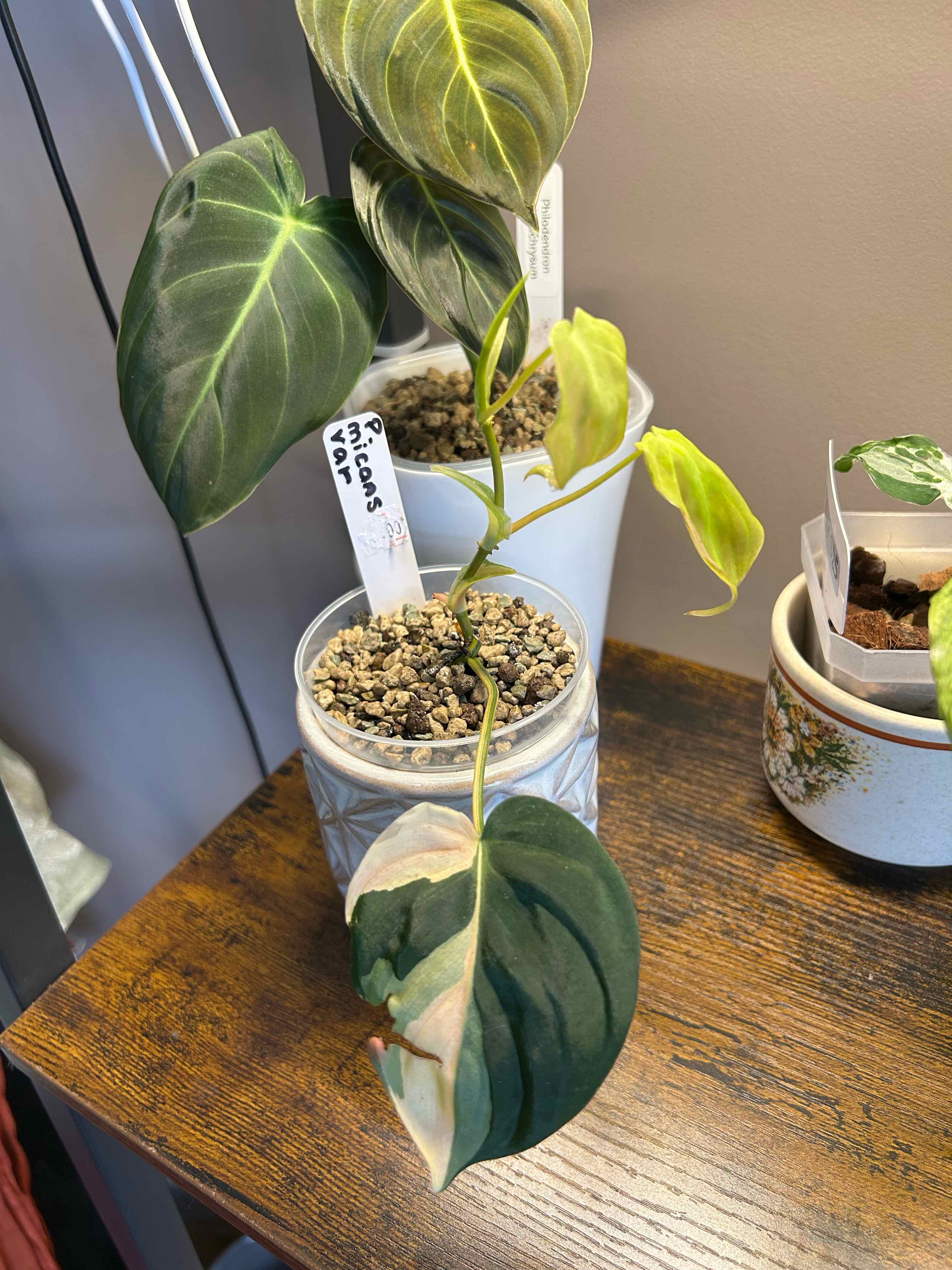 Photo of the plant species Philodendron micans 'Albo Pink' by @Blhagmaier named Remi on Greg, the plant care app